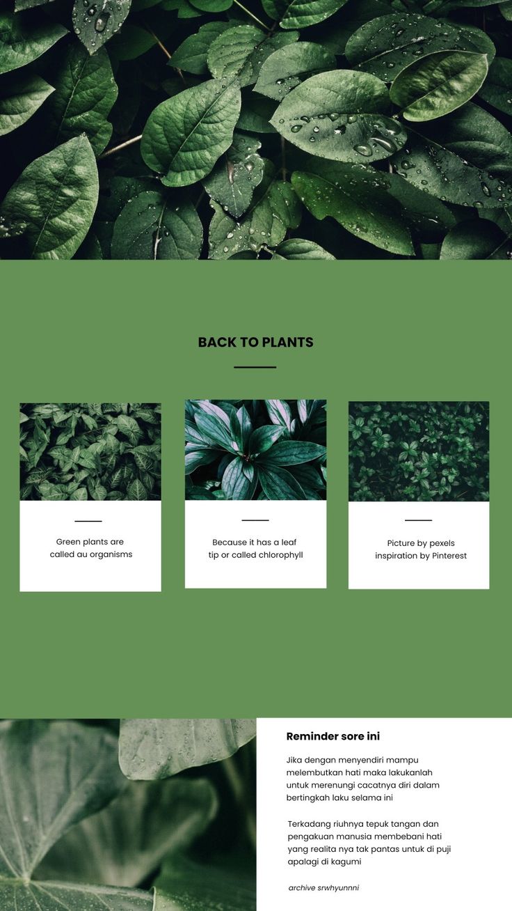 the website design is clean and modern, with green foliage in the foregrounds