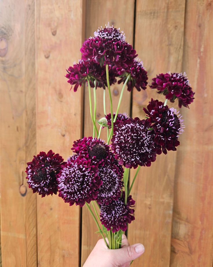 a person holding purple flowers in their hand