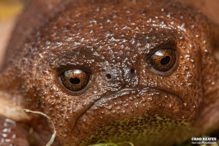 a close up of a frog's face with brown eyes