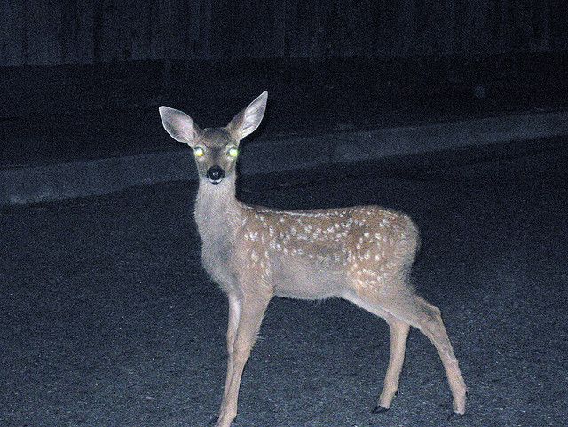 a small deer standing on top of a road