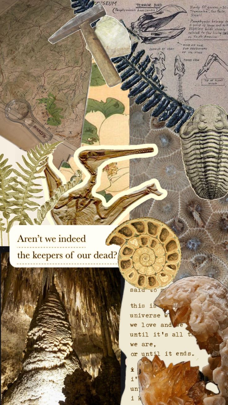 the collage shows different types of fossils and other things that can be seen in this