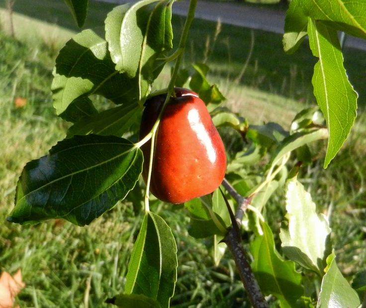 the fruit is growing on the tree in the yard, and ready to be picked