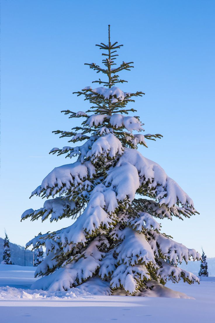 a pine tree covered in snow on a sunny day