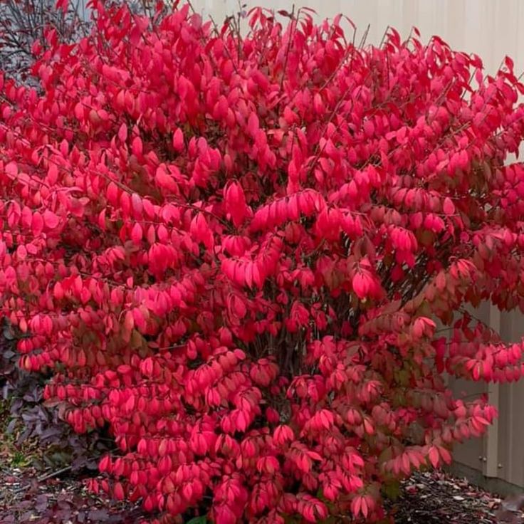 a bush with red flowers in front of a white building