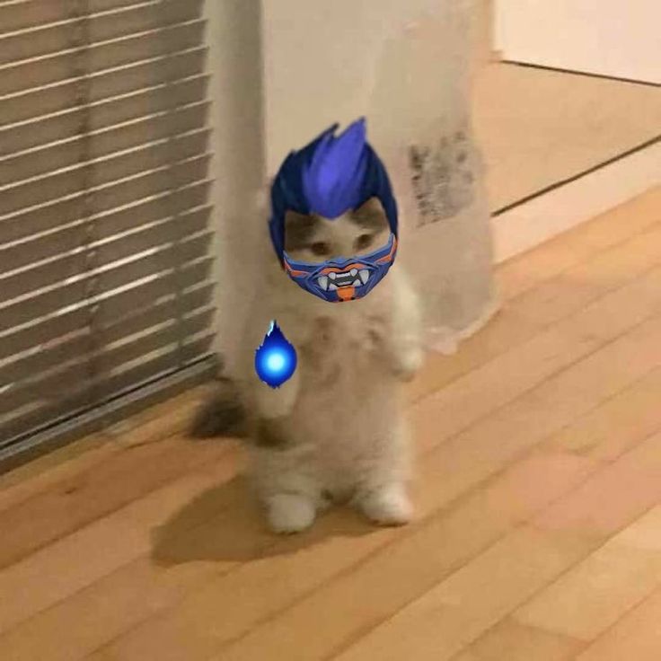 a cat wearing a blue hat with lights on it's head standing in front of a door