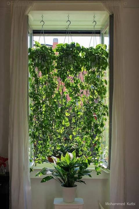 a potted plant sitting on top of a window sill