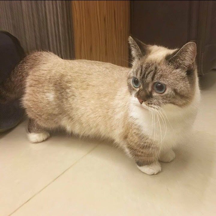 a brown and white cat standing on top of a tile floor next to a pair of shoes