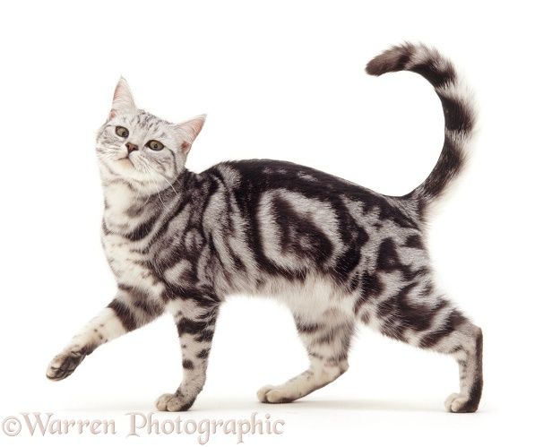 a black and white striped cat walking on its hind legs in front of a white background