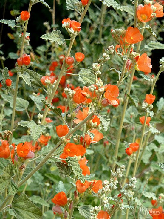 orange flowers are blooming in the garden