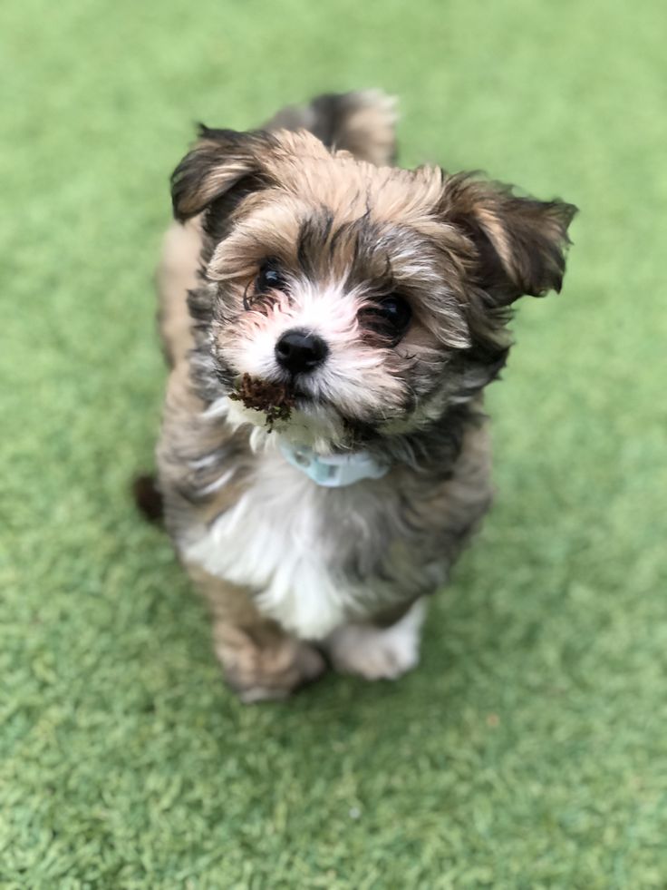 a small brown and white dog sitting on top of a green carpet