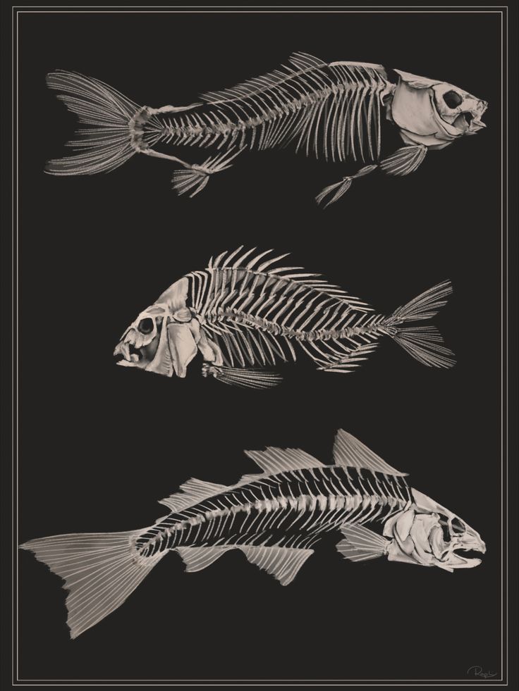 two skeleton fish are shown in black and white