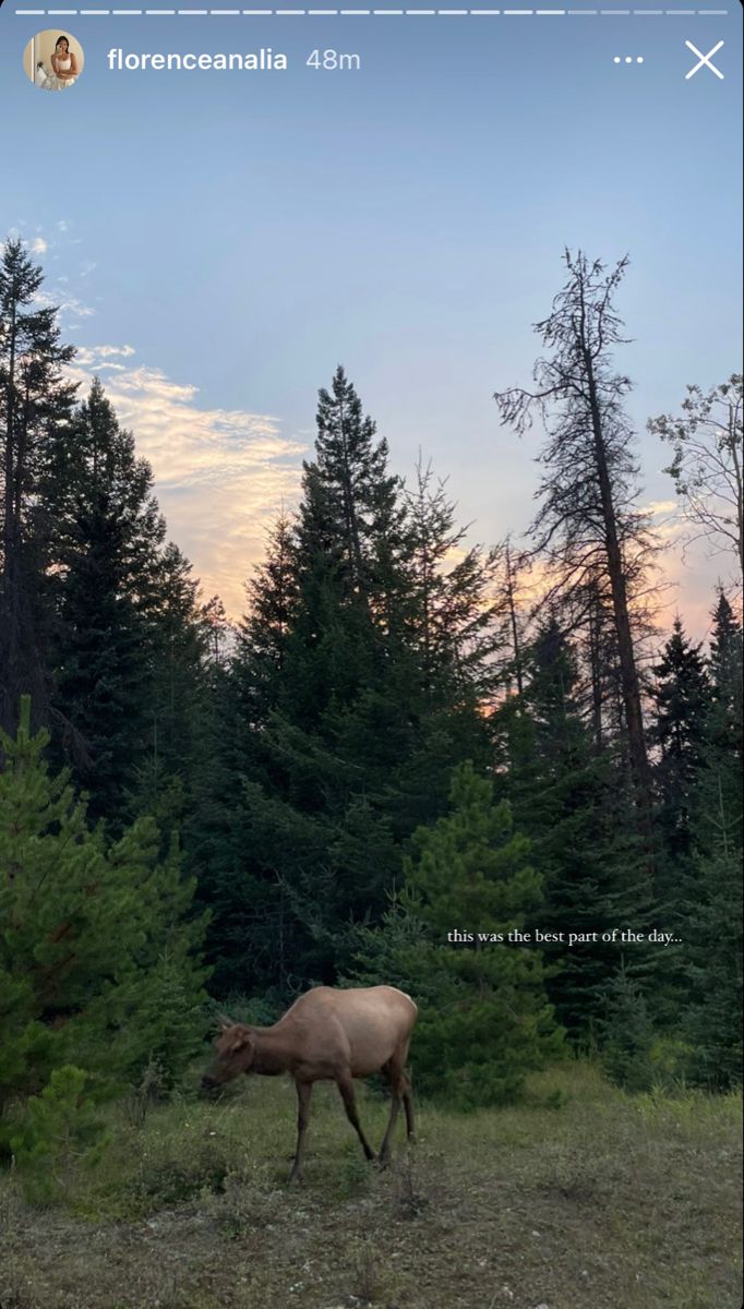 an animal is walking through the woods at sunset