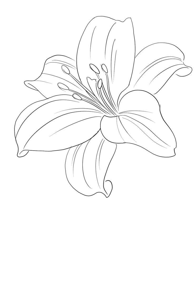 a drawing of a lily flower on a white background with the words, how to draw lil