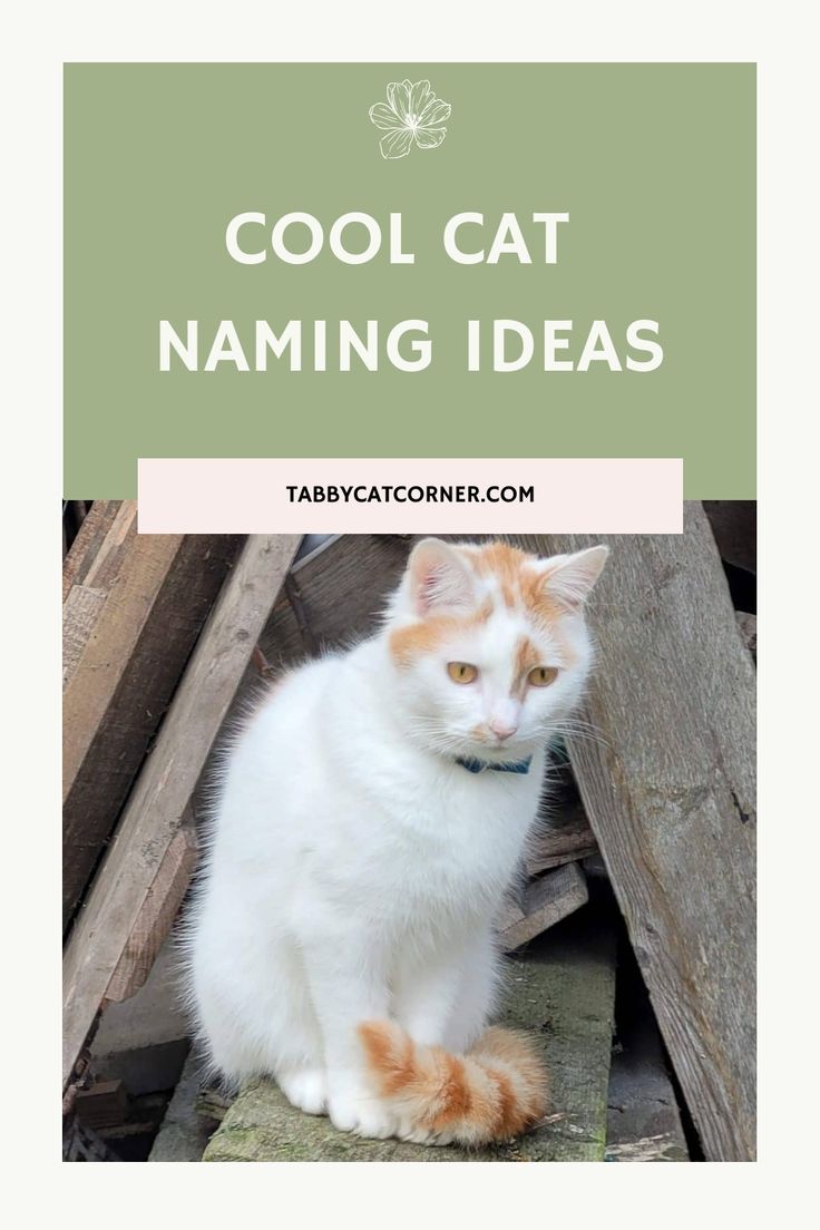 an orange and white cat sitting on top of a pile of wood with the words cool cat naming ideas