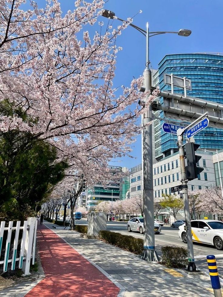 cherry blossoms are blooming on the trees along this street