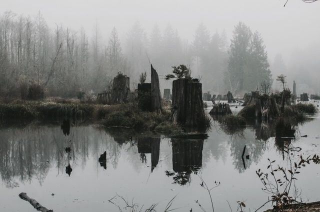 trees are reflected in the water on a foggy day