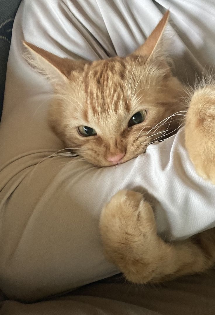 an orange cat laying on top of a pillow