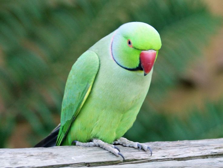 a green parrot sitting on top of a wooden branch