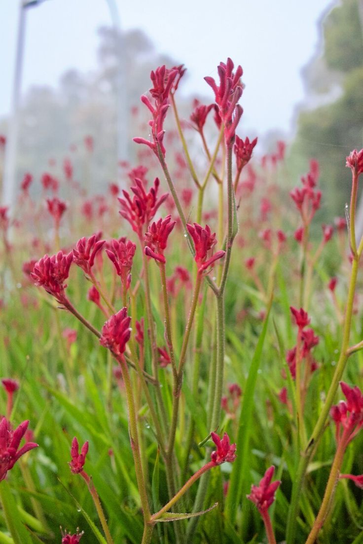 red flowers are growing in the grass on a foggy day with a street light in the background