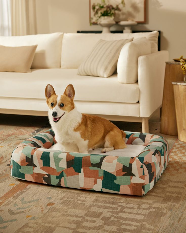 a corgi dog sitting on his bed in the middle of a living room