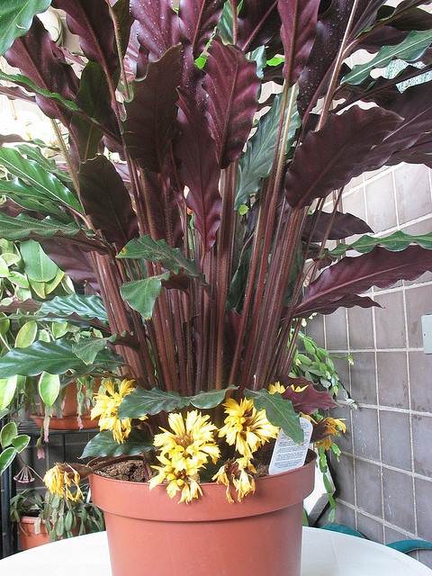 a potted plant sitting on top of a table