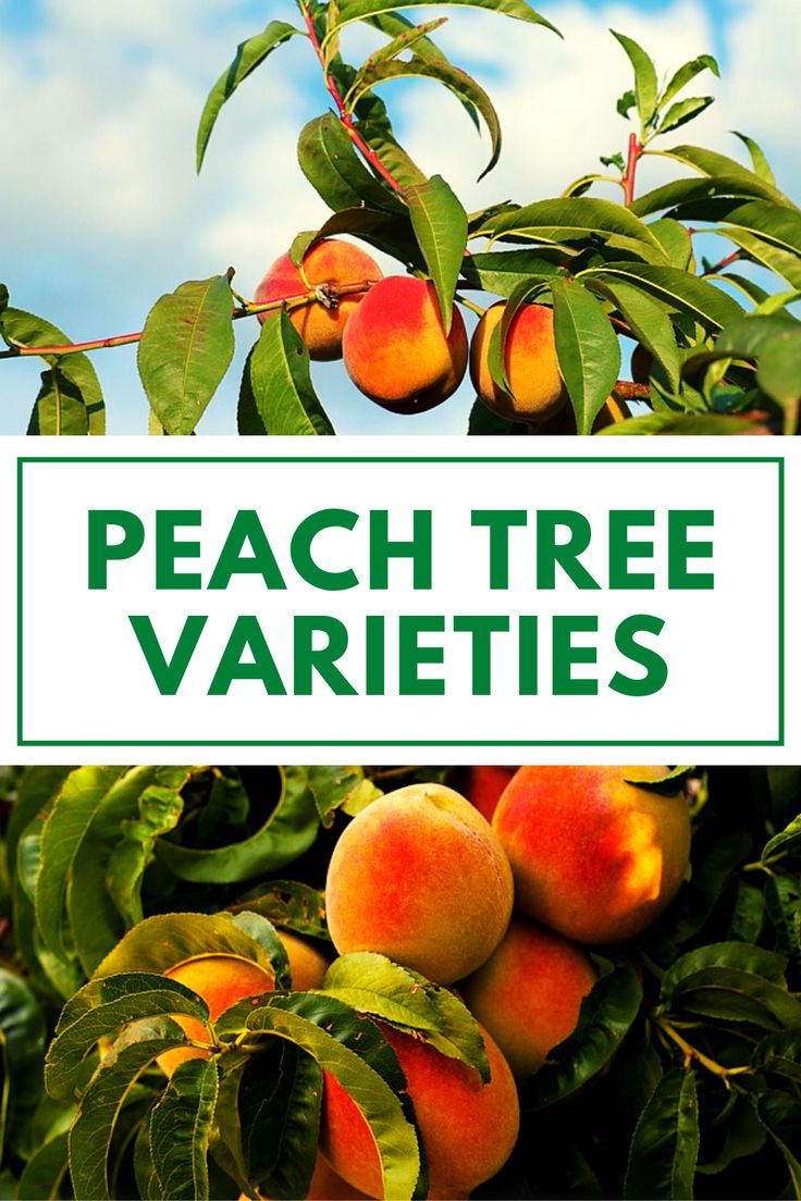 peach tree varieties with the words peach tree varieties in green and black overlays