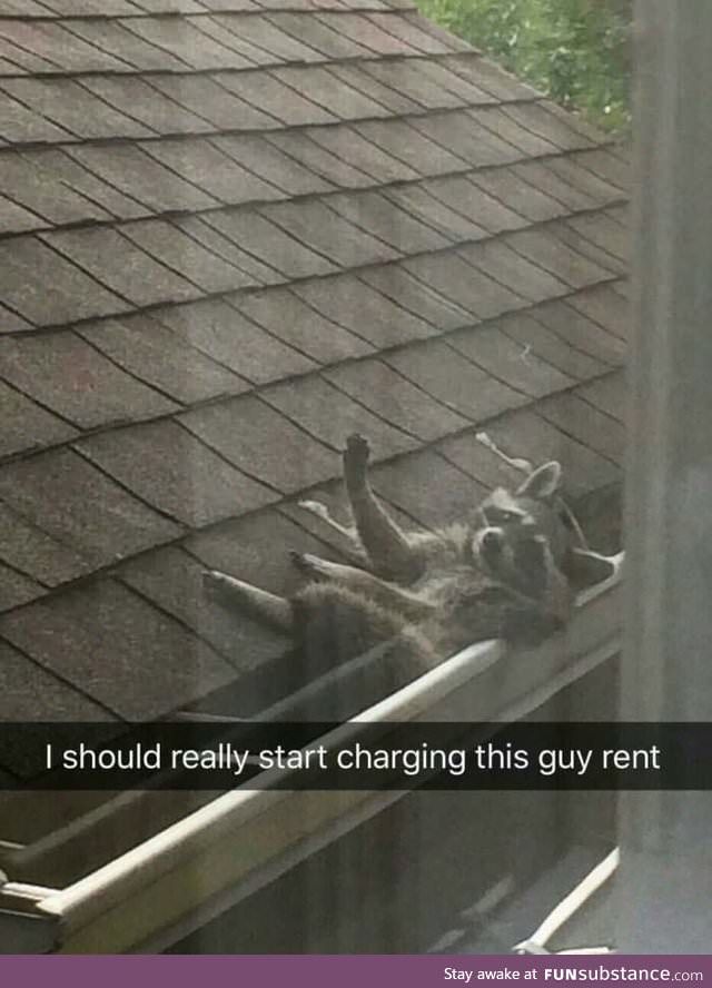 a dog laying on its back in front of a window with the caption, i should't really start charging this guy rent