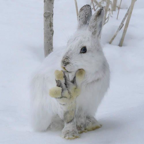 a white rabbit holding a stuffed animal in it's mouth while standing in the snow