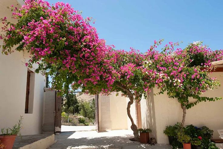 pink flowers growing on the side of a white building