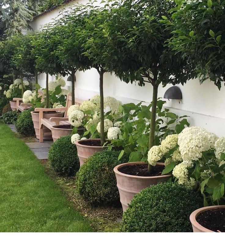 a row of potted trees in front of a white wall