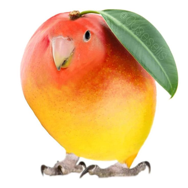 an orange bird with a green leaf on it's head