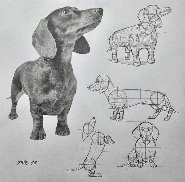 a drawing of a dachshund in different poses