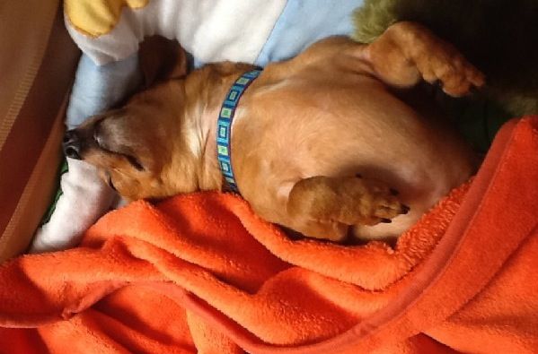 a brown dog laying on top of an orange blanket