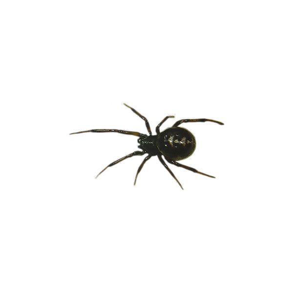 a black widow spider on a white background