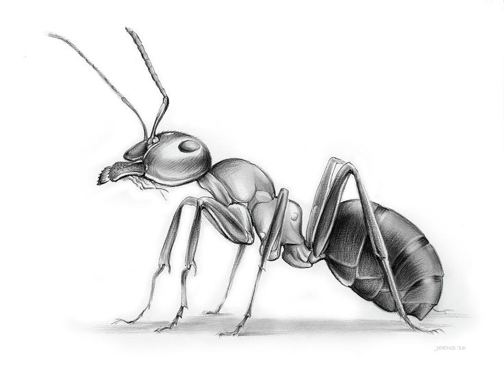 a drawing of an ant insect on a white background