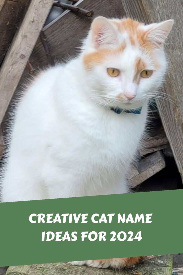 an orange and white cat sitting on top of a pile of wood with the words creative cat name ideas for 2014