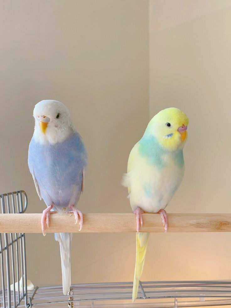 two colorful birds sitting on top of a wooden perch