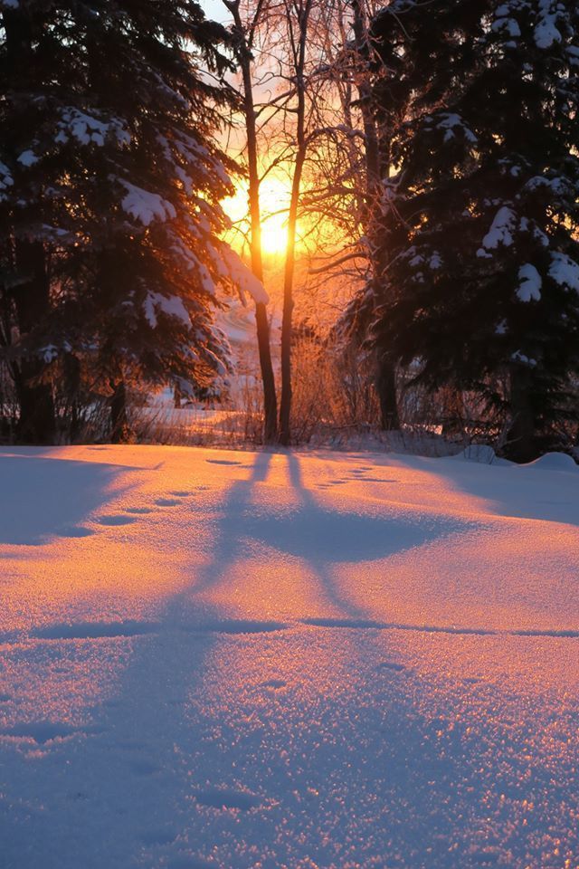 the sun is setting behind some trees in the snow