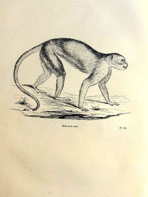 a drawing of a monkey standing on the ground