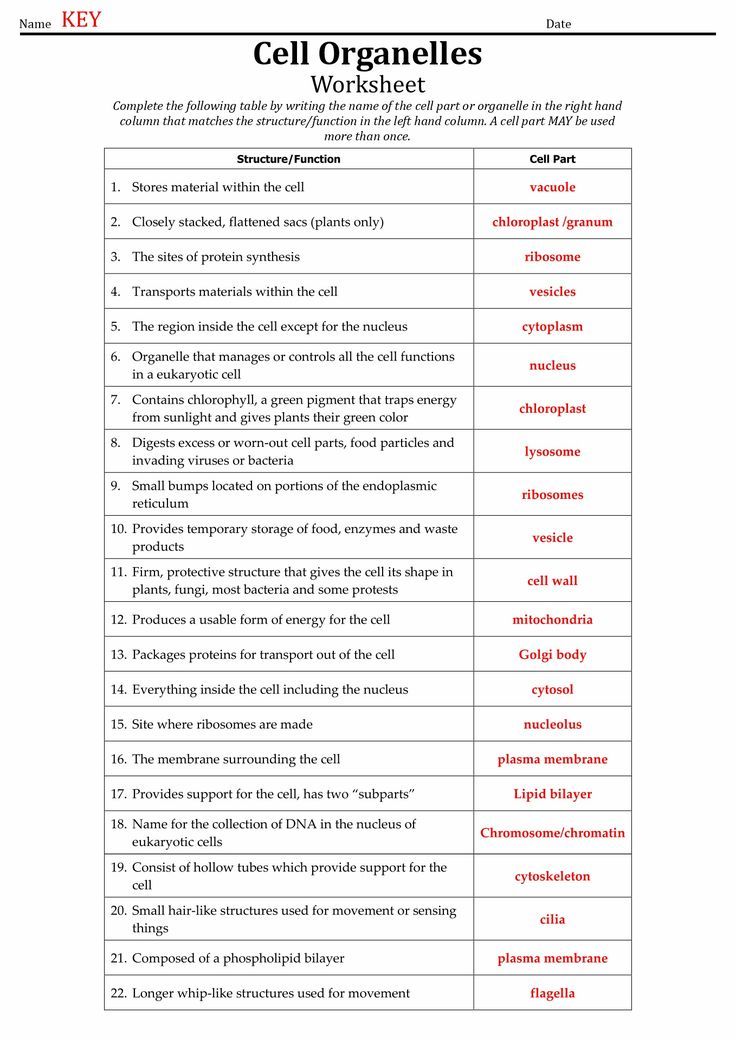 cell organes worksheet with answers and examples for the cellular structure in an animal