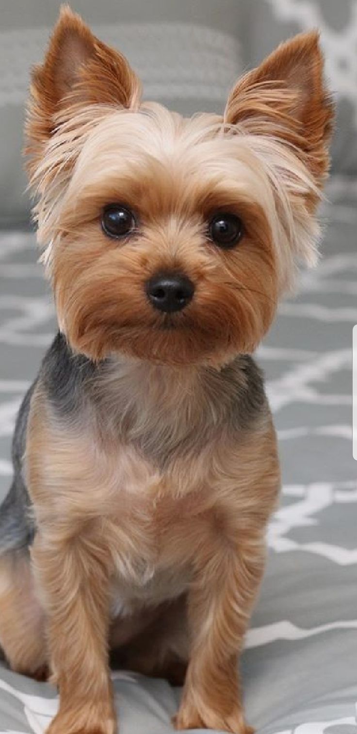 a small brown dog sitting on top of a bed next to a white and gray pillow