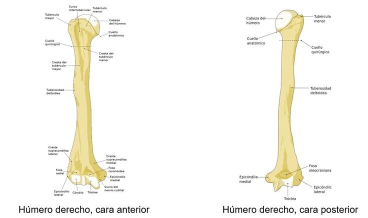 Húmero | Articulación del hombro, Articulacion del codo, Partes del ...