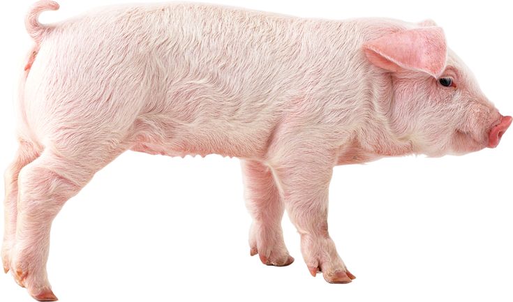 a pink pig standing up against a white background