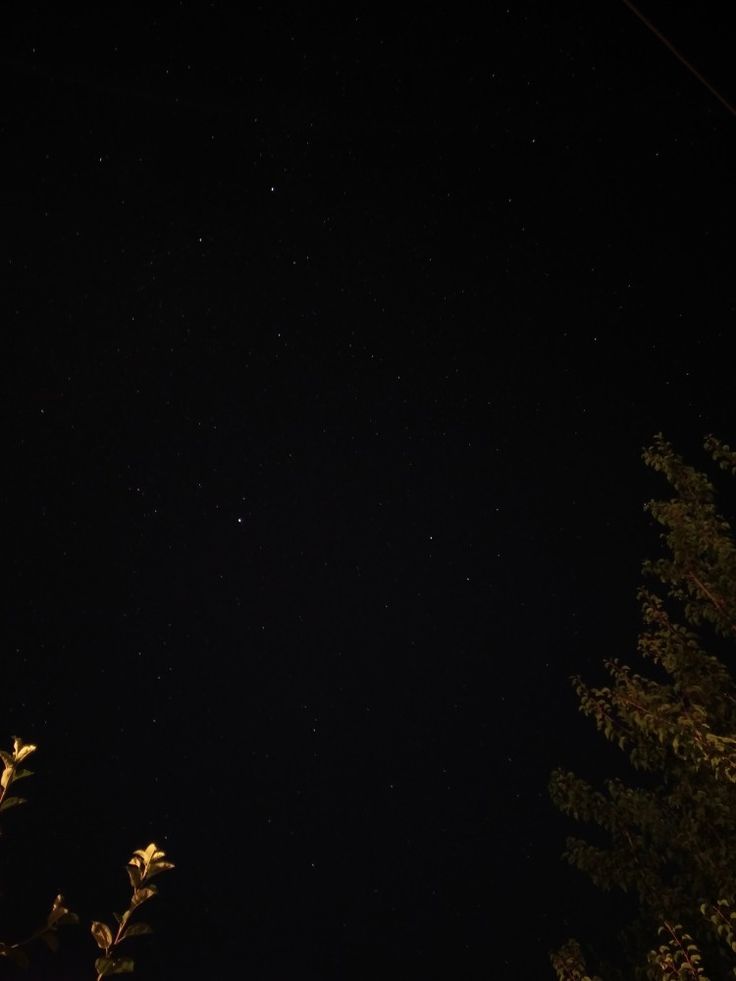 the night sky is dark and full of stars above some tree branches in the foreground