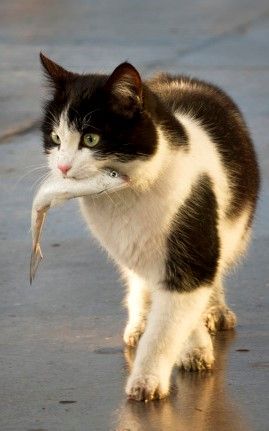 a black and white cat with a fish in its mouth