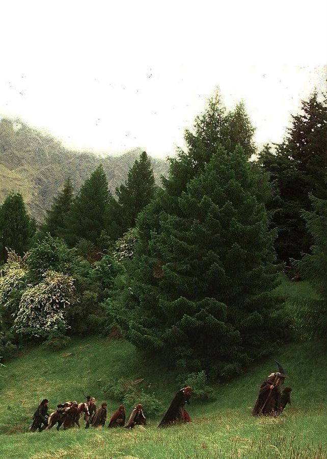 a group of people riding horses through a lush green forest filled with tall pine trees