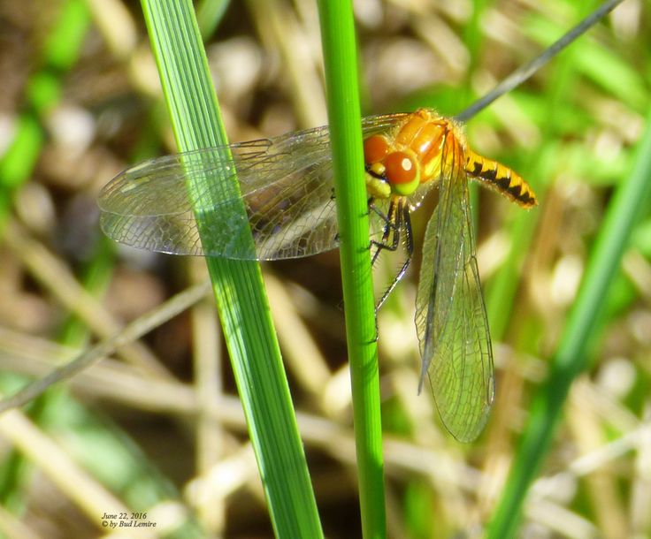 a dragon fly sitting on top of a green plant