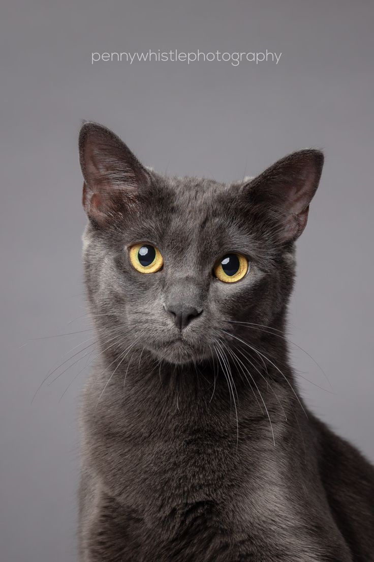 a gray cat with yellow eyes looking at the camera while sitting on a grey background