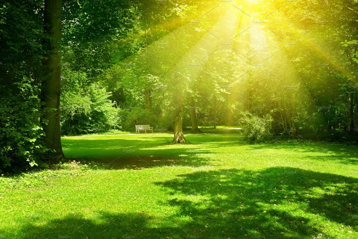 the sun shines through the trees on a sunny day in an open field with green grass