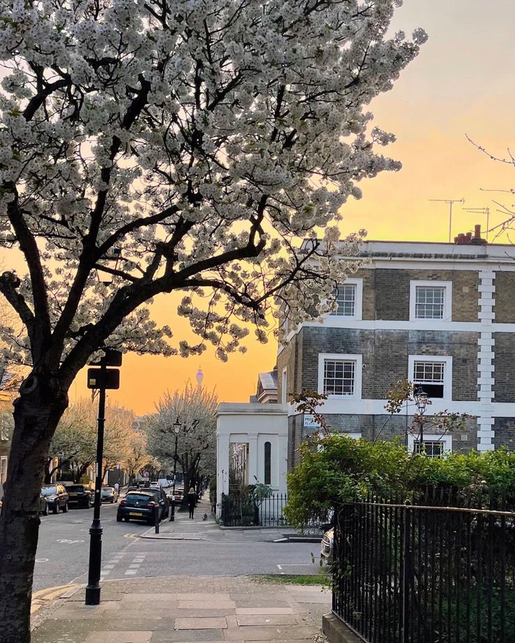 a tree with white flowers in front of a building and cars parked on the street